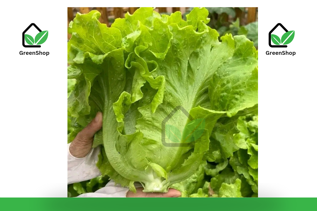 লেটুসপাতা_img_0