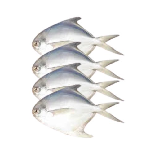 Rupchanda Fish 500gm ±25gm রূপচাঁদা মাছ ( সাদা )_img_0