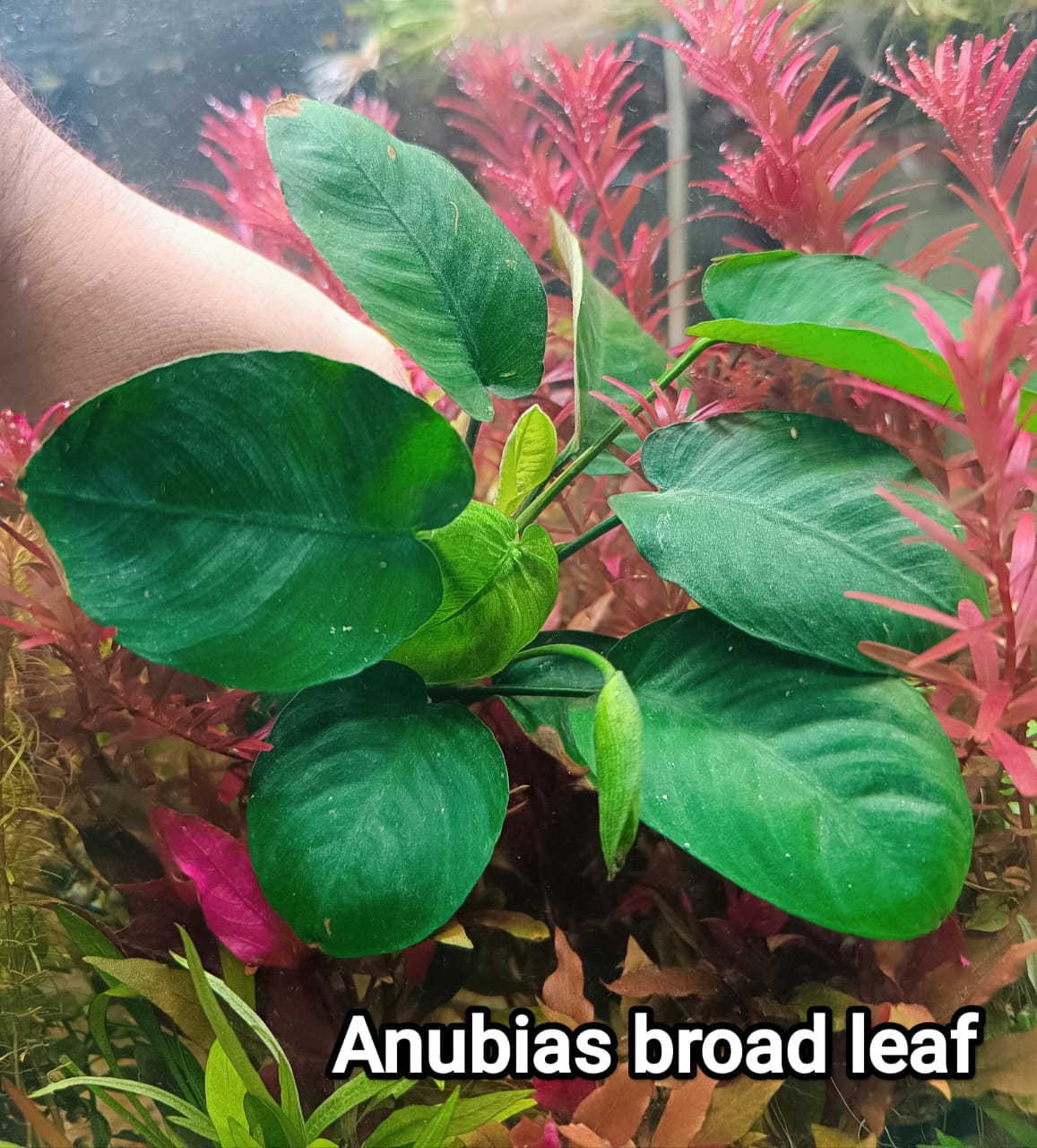 anubias broad leaf