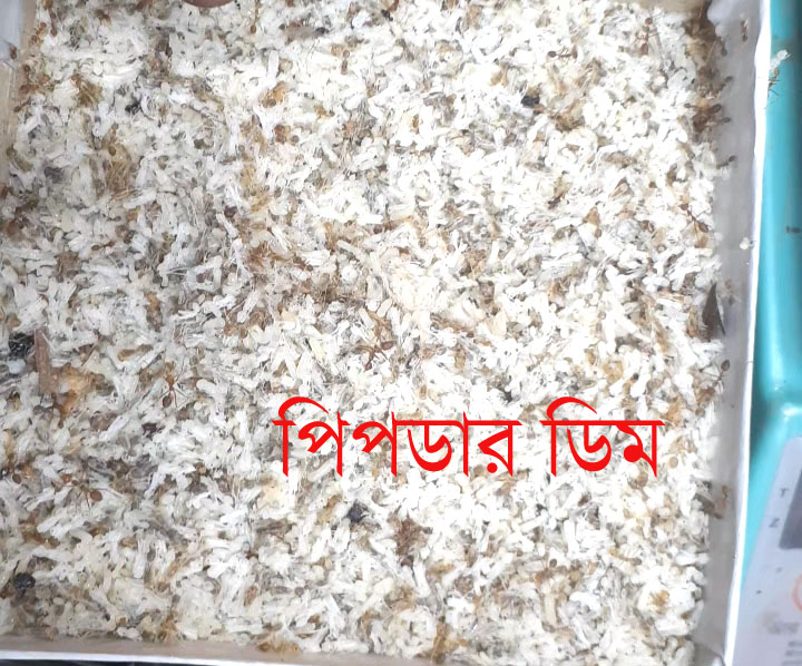 পিপড়ার ডিম ৫০০ গ্রাম -  Ant eggs 500 grams_img_0
