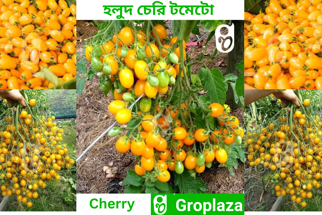 জনপ্রিয় হলুদ চেরি টমেটোর বীজ । yellow Cherry Tomato Seeds_img_0