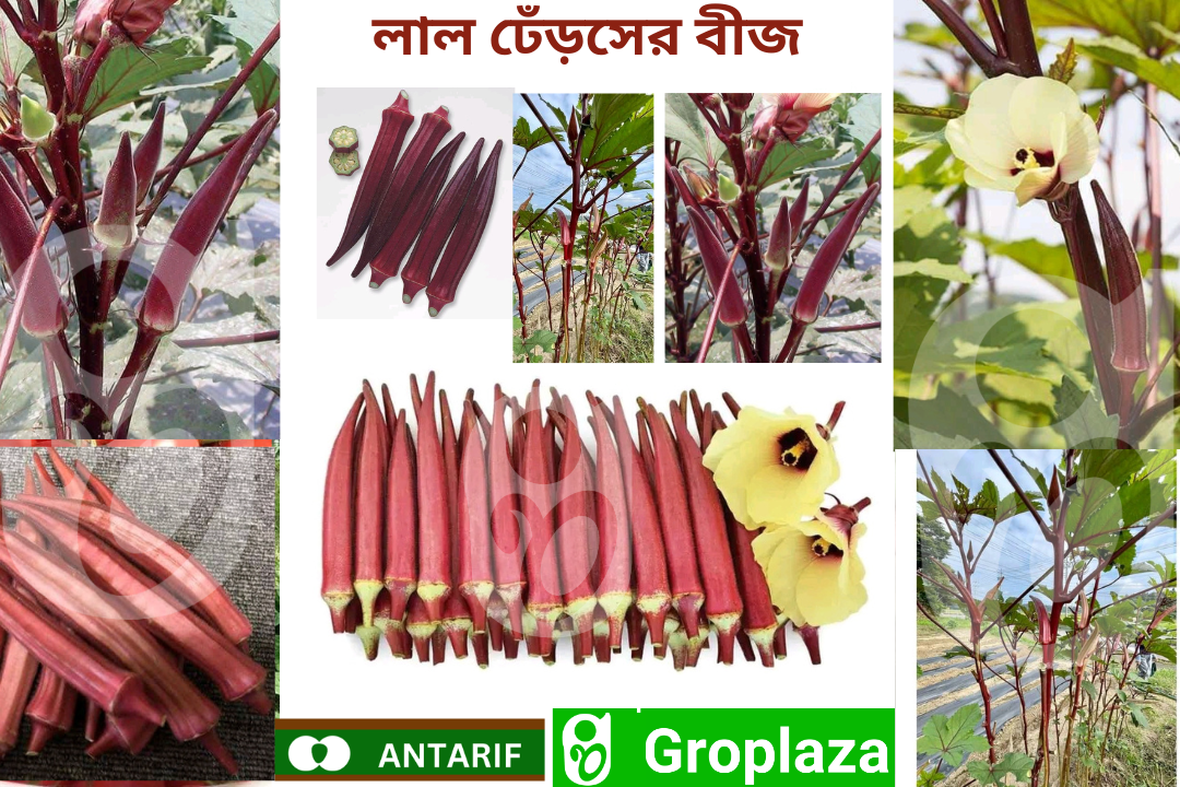 লাল ঢেঁড়সের বীজ। Red colour Okra / Bhendi Seeds_img_0