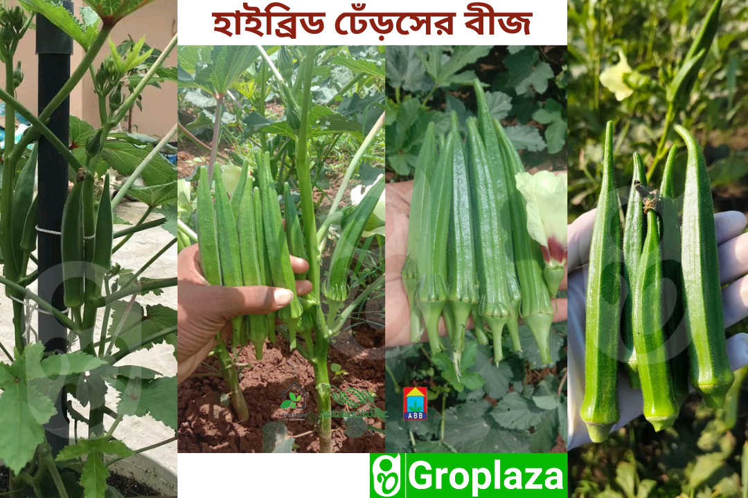 হাইব্রিড ঢেঁড়স বীজ। F1 Hybrid Okra/Bhendi Seeds_img_0