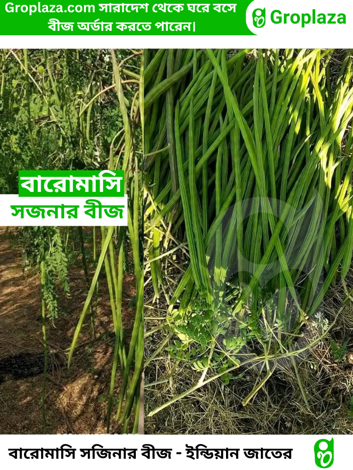 বারোমাসি ODC-3 সজিনা বীজ । Baromasi ODC-3 Sojina seeds._img_1