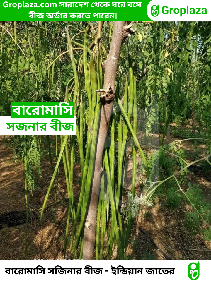 বারোমাসি ODC-3 সজিনা বীজ । Baromasi ODC-3 Sojina seeds._img_3