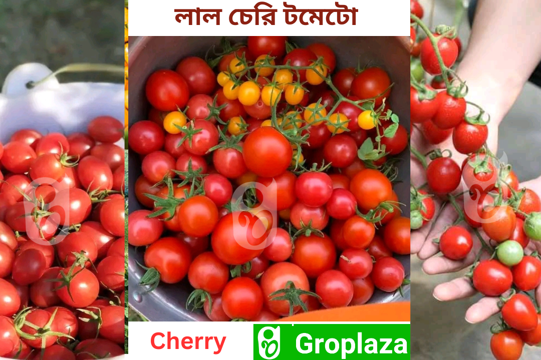 লাল চেরি টমেটোর বীজ । Red Cherry Tomato Seeds_img_0