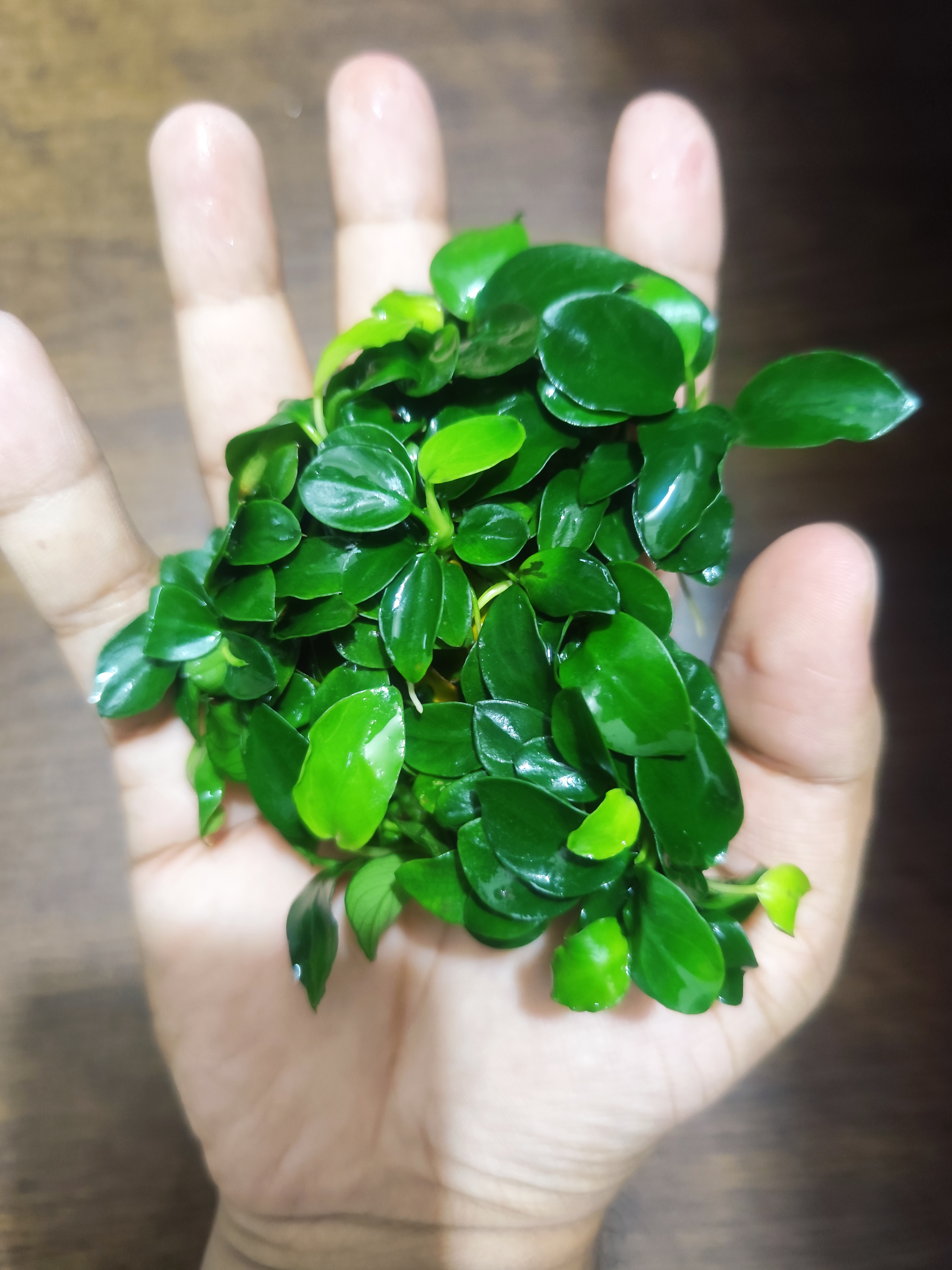 anubias Japan bonsai (large pot)