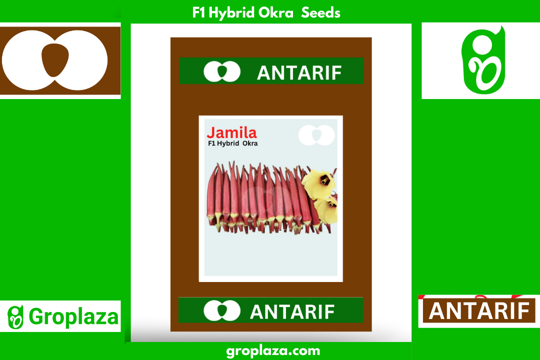 হাইব্রিড লাল ঢেঁড়স বীজ জামিল।  F1 Hybrid Okra Bhendi Seeds Jamila_img_0