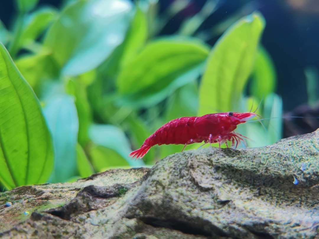 Fire Red shrimp ( 5 pair)