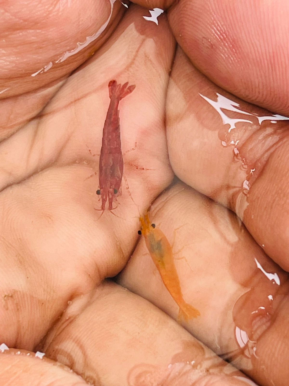 Fire Red shrimp ( 5 pair)_img_1