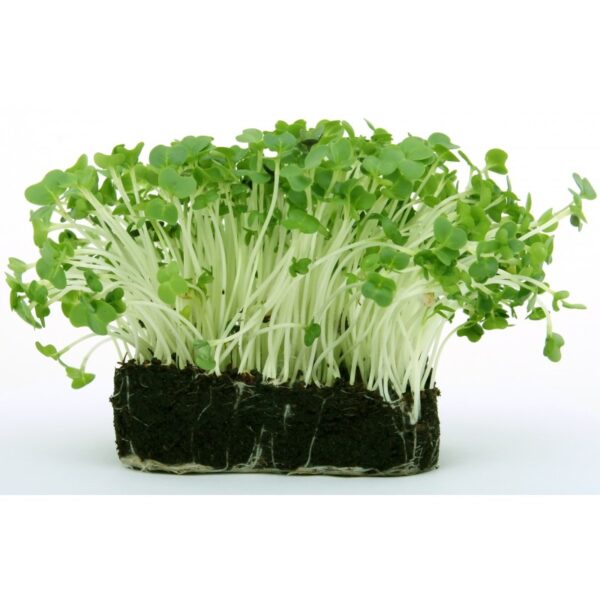 Radish Microgreen Seeds 100 gram_img_0