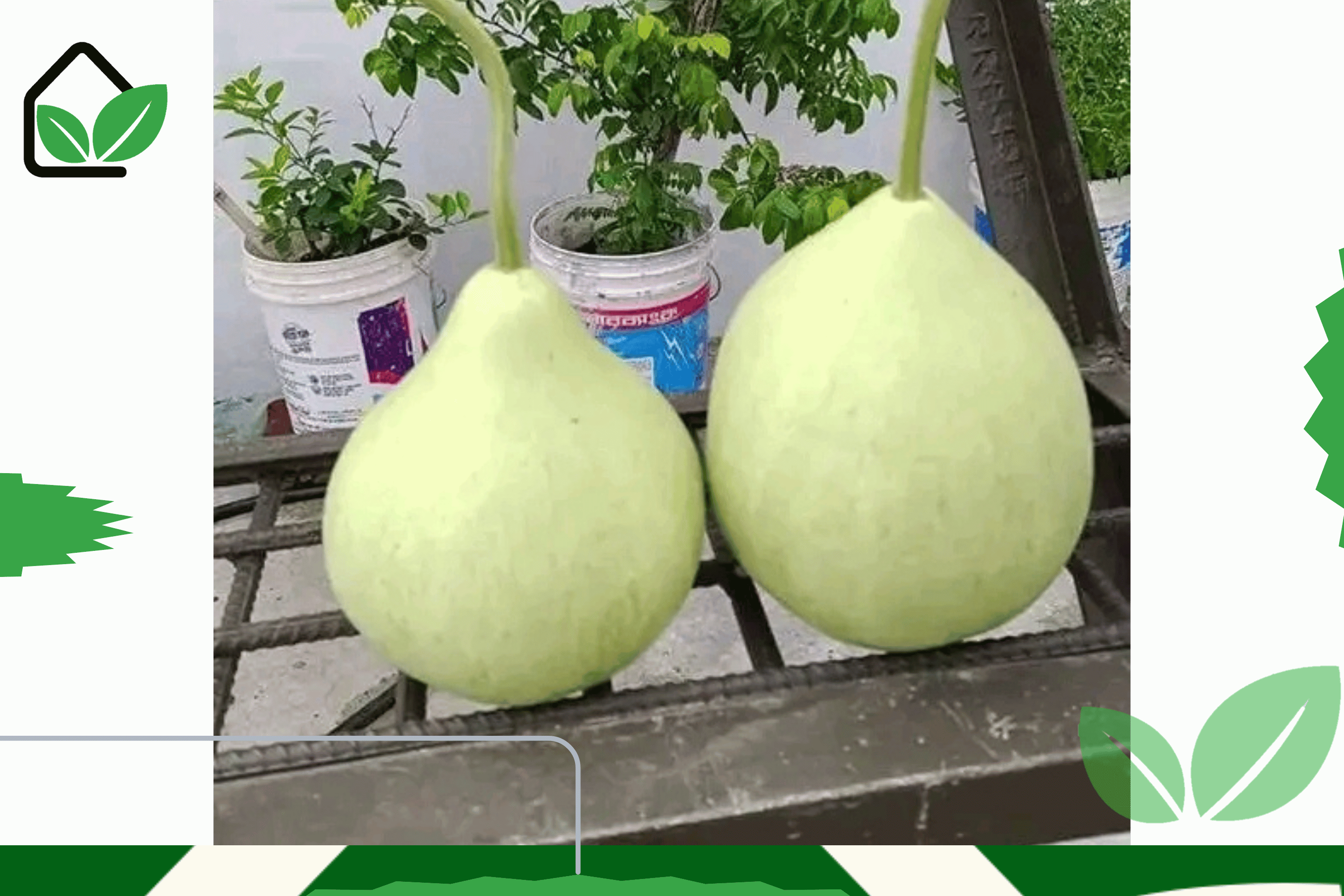 উচ্চ ফলনশীল গোল লাউ বীজ - Round gourd seeds