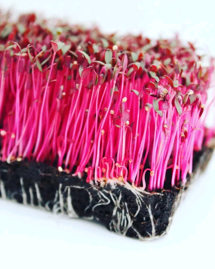 Red Amaranth  Microgreens Seeds_img_0