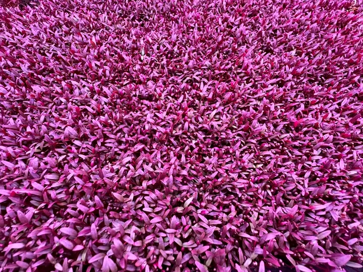 Red Amaranth  Microgreens Seeds_img_1