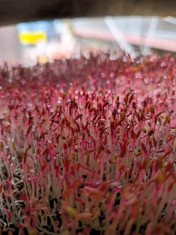 Red Amaranth  Microgreens Seeds_img_2