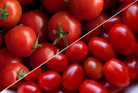চেরি টমেটো বীজ / Cherry tomato seeds_img_0
